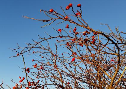 玫瑰果, 天空, 冬天, 蓝色, 红色, 感冒