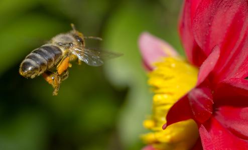 蜜蜂, 自然, 花, 宏观, 特写, 蜜蜂在工作, 授粉