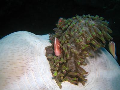 印度尼西亚, 水下, 珊瑚, 礁, 跳水, 水肺潜水, anemona