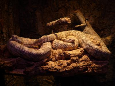 棕色, 黑色, python, 斑点响尾蛇, 蛇, crotalus mitchellii, 爬行动物