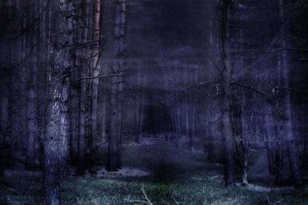 森林, 雾, 神秘, 童话故事, 气氛, gespenstig, 树