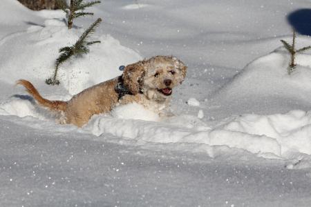在雪地里的狗, 美国可卡犬, 冬天, 白色, 甜, 动物, 狗