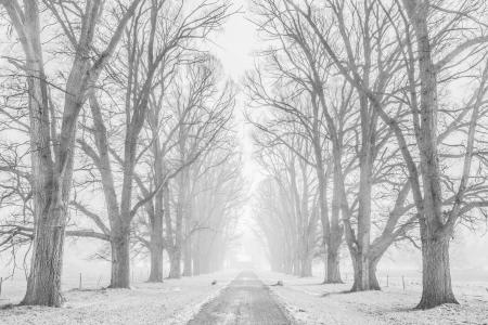 白色, 雪, 风暴, 枯萎的, 树木, 树, 植物