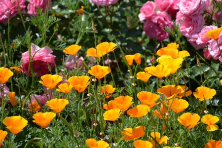 花卉园, 橙花, 加州罂粟, 自然, 花, 黄色, 植物