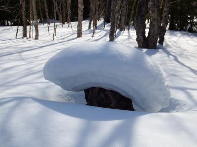 冬天, 雪, 雪堆, 森林, 树桩, 帽, 倒下的树