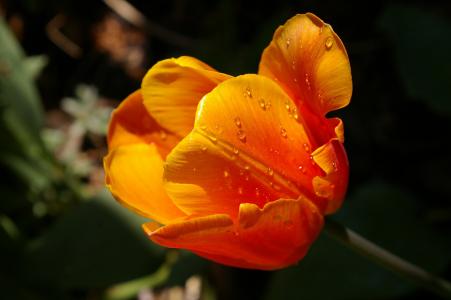 黄色肿瘤, 橙色郁金香, 关闭, 春天, 花, 春天的花朵, 植物区系