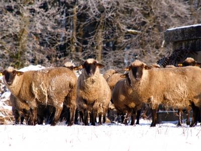 羊, 羊群, 群羊, 群居的动物, 动物, 羊毛, schäfchen
