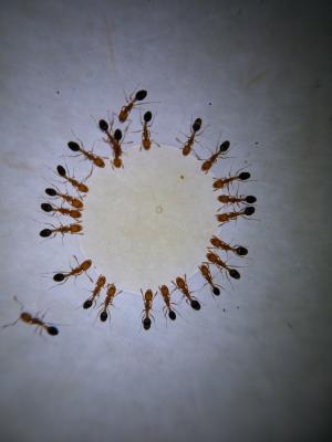 宏观, 摄影, 蚂蚁, 蚂蚁, 蜂蜜, 下降