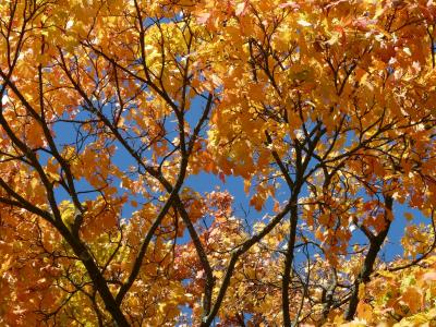 审美, 秋天, 着色, 分支机构, 美丽, 自然, 枫叶