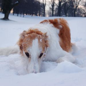 狗, 猎, 猎犬, 冬天, 雪, 玩