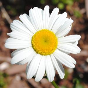 黛西, 花, 春天, 自然, 自然, 植物, 白色