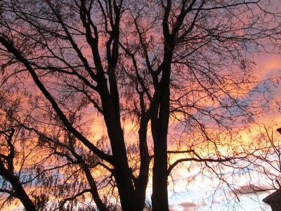 树, 云彩, 日出, 天空, 颜色, 早上, 黎明