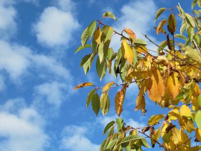 天空, 云彩, 树木, 秋天, 叶子, 好天气, 叶