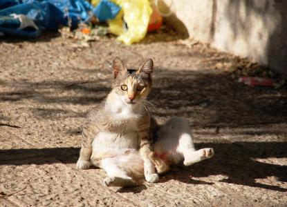 坐, 一只普通的猫, 猫, tomcat, 家猫, 无家可归者, 毛皮