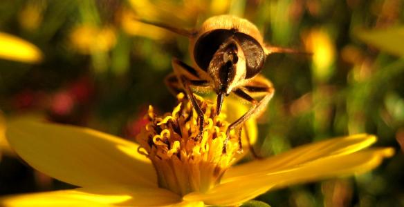 蜜蜂, 开花, 绽放, 宏观, 花, 昆虫, 花粉