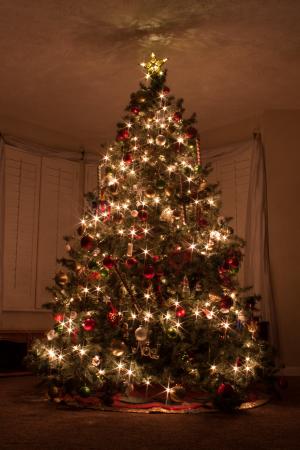 圣诞树, 圣诞灯, 星级, 常绿, 星暴, 红绿, 季节性