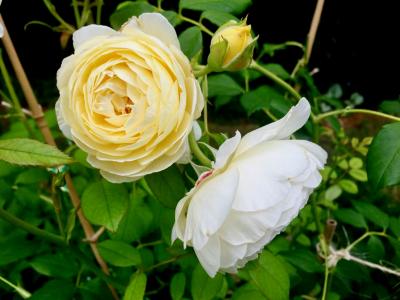 上升, 黄色, 白色, 花, 自然, 花园里的玫瑰