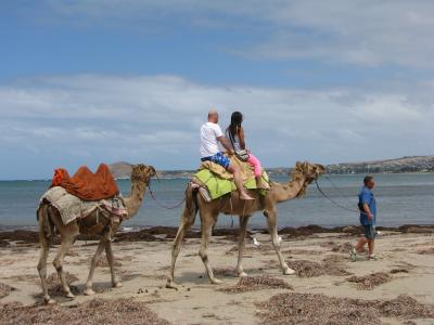 骆驼, 旅行, 澳大利亚, 海滩, 旅游