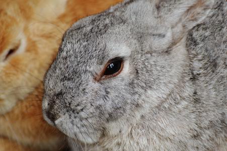 兔子, wildpark 地点, 野兔, 小兔子, 可爱, 甜, 毛皮