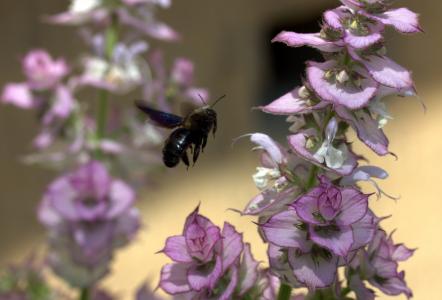 蜜蜂, 飞行, 授粉, 昆虫纲, 花, 自然
