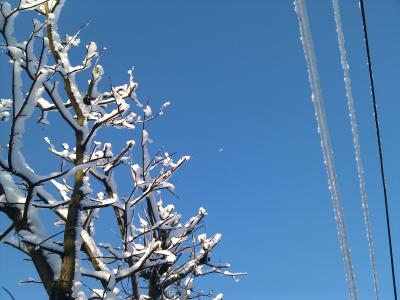 冬天, 雪, 感冒, 天空, 蓝色, 树, 分公司