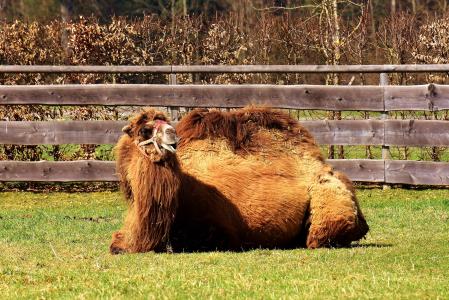 骆驼, 在撒谎, 休息, 累了, 和平, 有趣, 弛豫
