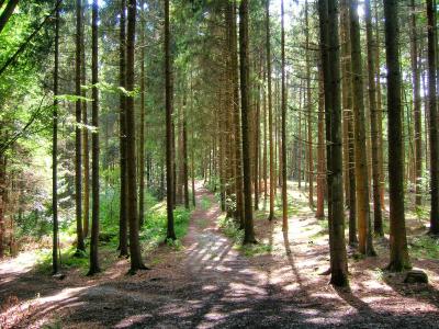 森林, 林间空地, 气氛, 巴伐利亚森林, 巴伐利亚, 自然, 树木