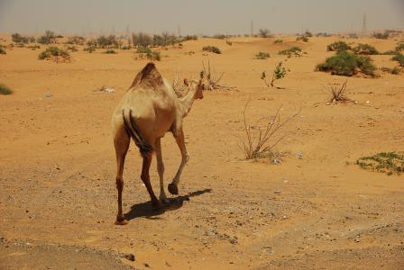 骆驼, 沙漠, u a e, 假日, 野生动物园, 太阳, 绿洲