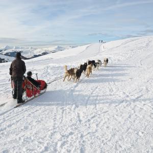狗, 雪橇, 雪, 山, 冬天, 体育, 雪橇