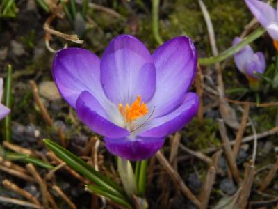 番红花, 春天, 春天的番红花, 紫色, 早就崭露头角, frühlingsanfang, 春的觉醒