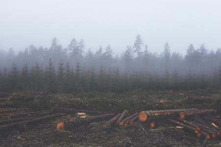 砍伐森林, 砍伐, 木材, untimber, 日志, 树干, 森林