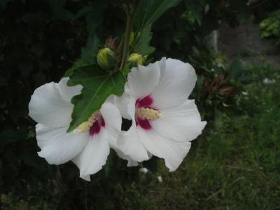 白色, 花, 自然, 白花, 花, 宏观, 植物区系
