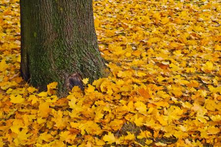 秋天, 黄金, 金色的秋天, 叶子, 金秋十月, 金, 秋天的落叶