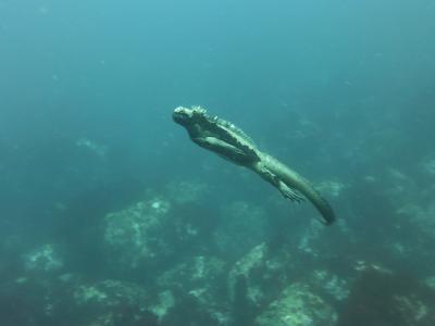 海洋鬣蜥, 加拉帕戈, 跳水, 爬行动物, 鬣蜥, 蜥蜴, 动物