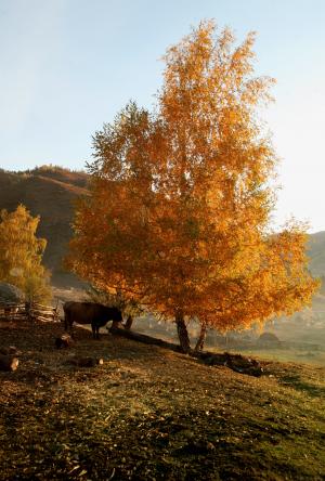 朝阳, 农村, 一大早我, 农村, 田园, 金色的秋天