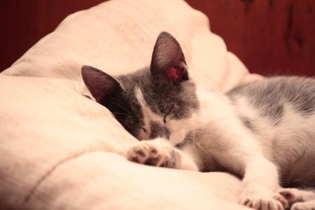 猫, 猫科动物, 猫, 暹罗猫, 小猫, 猫木头, 睡眠