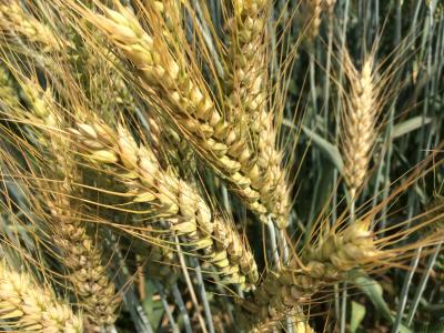 小麦籽粒, 新鲜, 自然