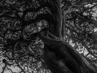 树, 黑色和白色, 卡尔, 自然, 黑白照片, 心情, 木材