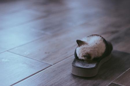 小猫, 里面, 拖鞋, 表带, 棕色, 木制, 地板