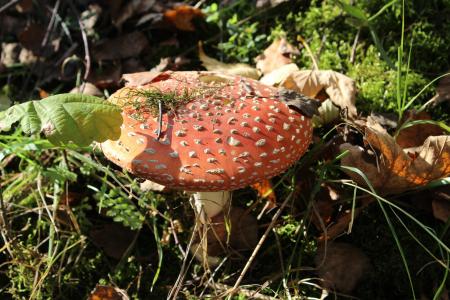 秋天, 蘑菇, 鹅膏菌, 森林, 自然, 蘑菇, 飞木耳红