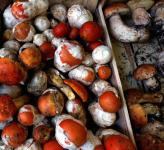 蘑菇, 帝国, 食品蘑菇, 市场