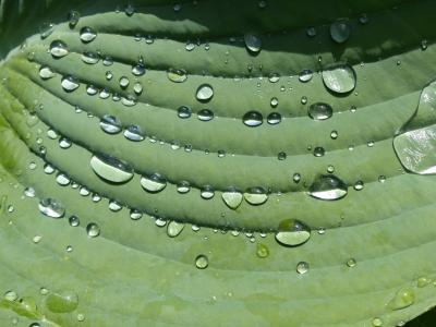 雨滴, 玉簪, 工作表, 植物, 绿色