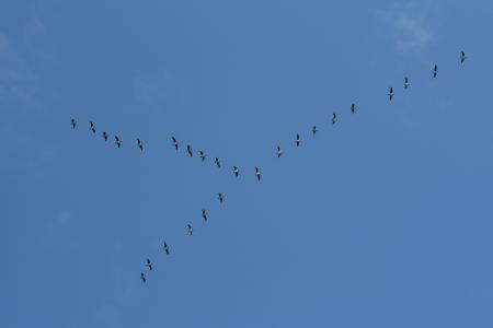 鸟类, 楔形形成, 旅行, 鸟类飞行, 自然, 天空, 野鹅