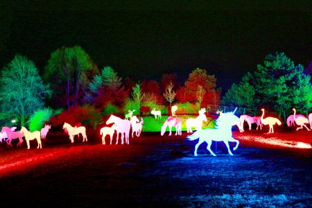 西华里亚公园, 冬季灯2013, 晚上张照片