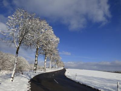 树木, 雪景, 嗖嗖声, 蓝蓝的天空, 雪, 卢森堡