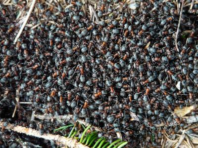 蚂蚁, 木蚁, 福米加, 红木蚁, 棕色林蚁, polyctena, 自然