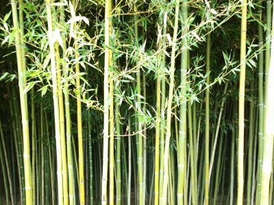 竹, 墙上, 绿色, 自然, 植物, 模式, 东方