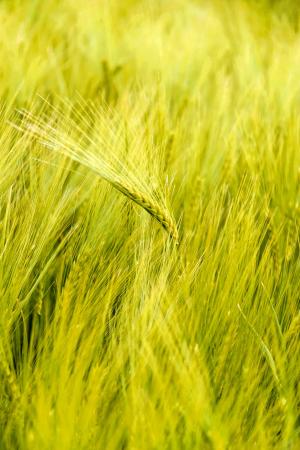 小麦, 字段, 谷物, 农业, 粮食