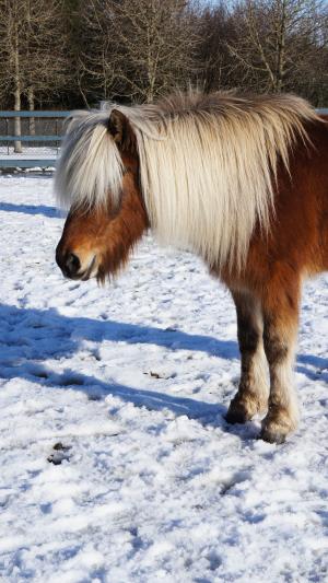冰岛语, 马, 雪, 冰岛, 动物