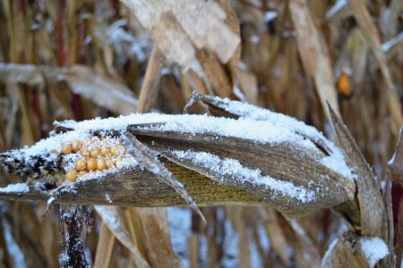 玉米棒, 雪, 玉米, 冬天, 冻结, 农业, 关闭